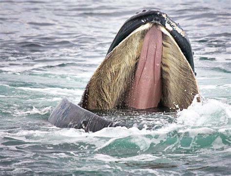 penis baleine|Baleen whale